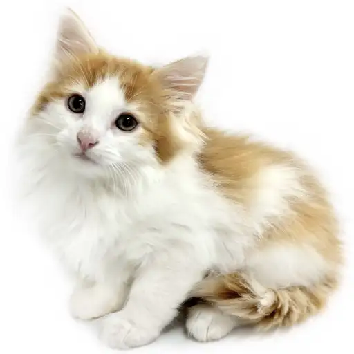 ノルウェージャンフォレストキャット