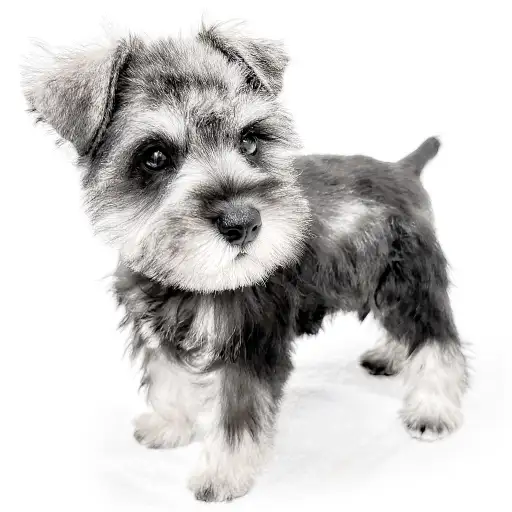 ミニチュア・シュナウザー