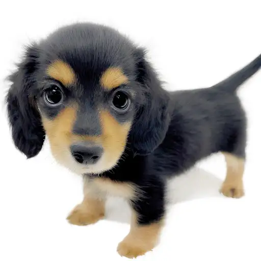 カニンヘン・ダックスフント