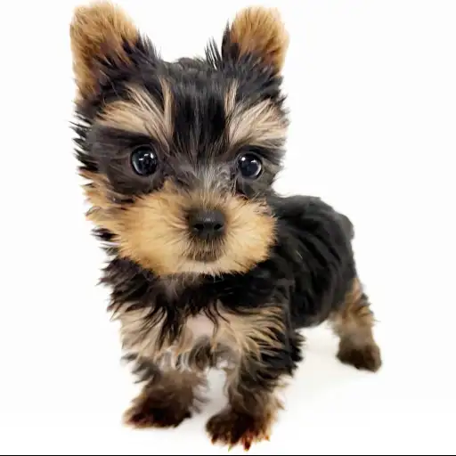 ヨークシャーテリア