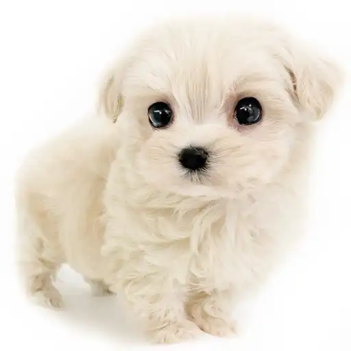 MIX（マルチーズ×トイプードル）