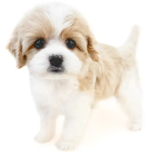 MIX（キャバリアキングチャールズスパニエル×ビションフリーゼ）