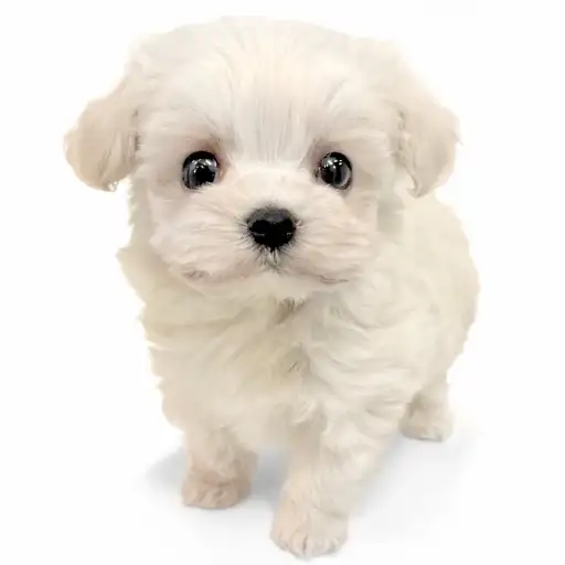 MIX（マルチーズ×トイプードル）