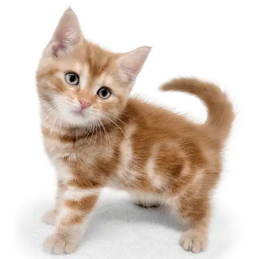 アメリカンショートヘア