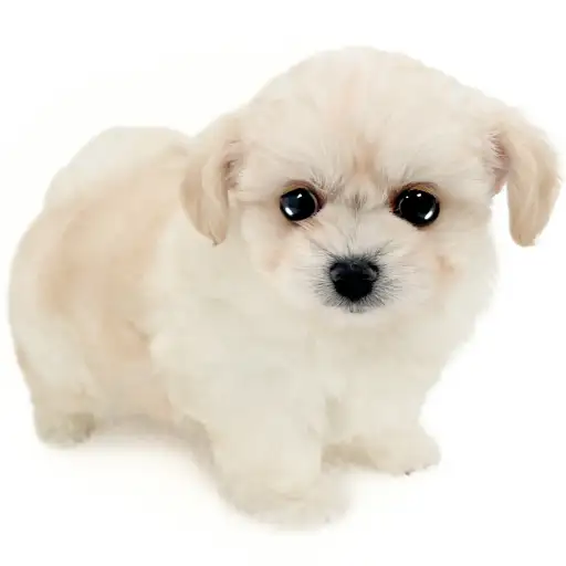 MIX（チワワ×ビションフリーゼ）