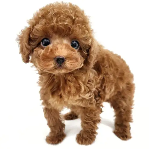 トイ・プードル