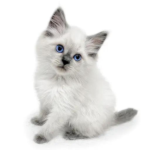 ネヴァマスカレード