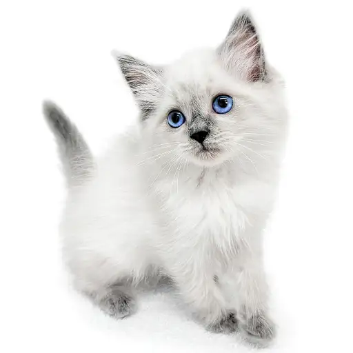 ネヴァマスカレード