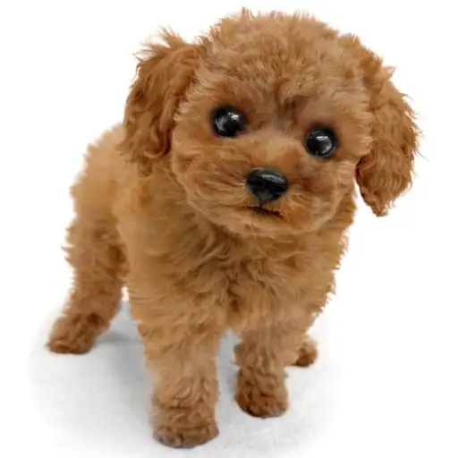 トイ・プードル