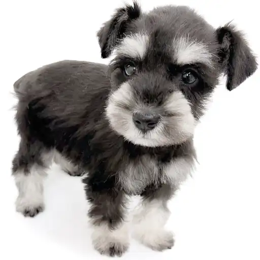 ミニチュア・シュナウザー