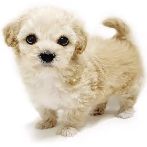 MIX（マルチーズ×トイプードル）