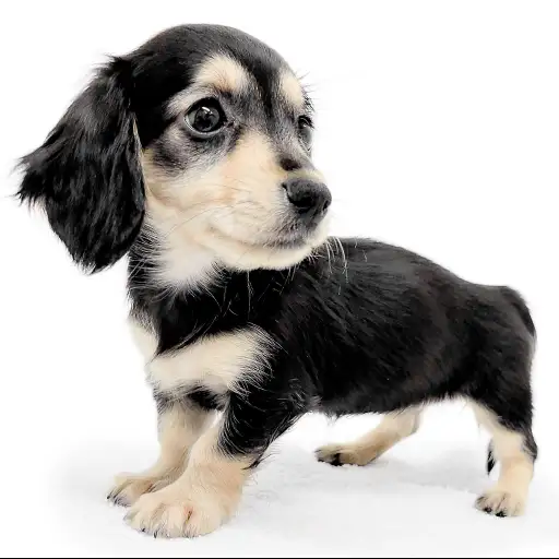 ミニチュア・ダックスフント