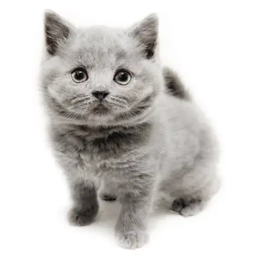 ブリティッシュロングヘア