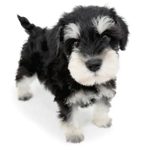 ミニチュア・シュナウザー