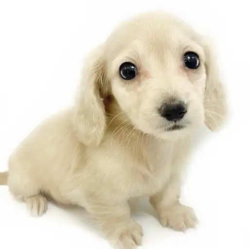 カニンヘン・ダックスフント