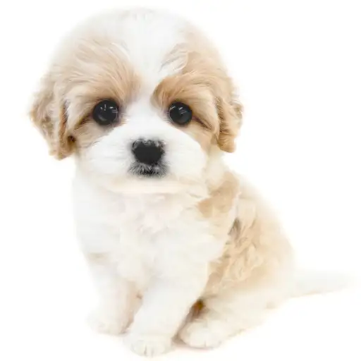 MIX（キャバリアキングチャールズスパニエル×ビションフリーゼ）