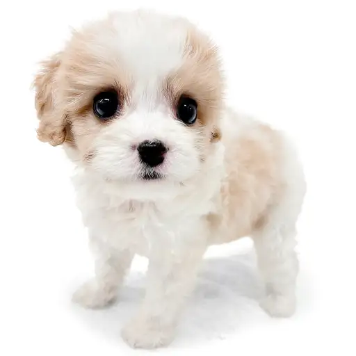 MIX（キャバリアキングチャールズスパニエル×ビションフリーゼ）