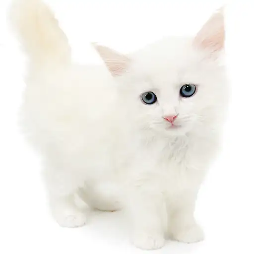 ネヴァマスカレード