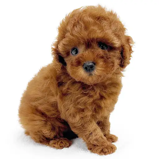 トイ・プードル