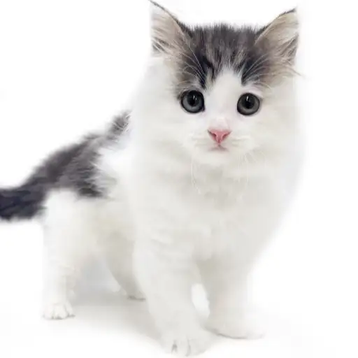 ノルウェージャンフォレストキャット