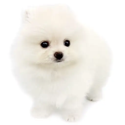 ポメラニアン