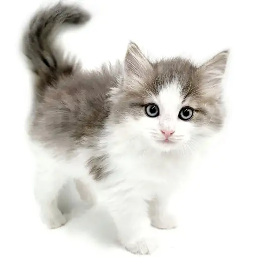 ノルウェージャンフォレストキャット