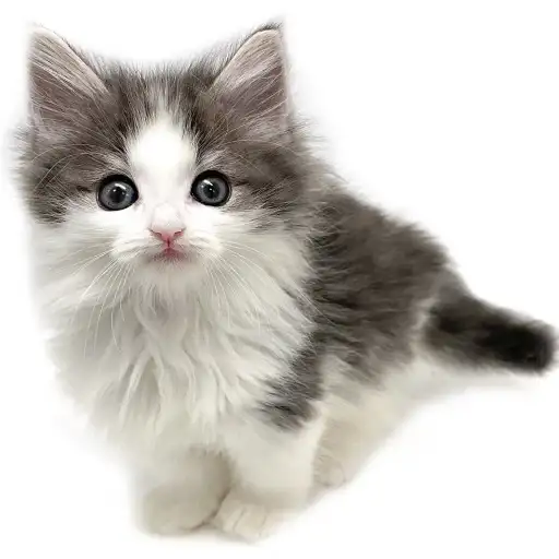 ノルウェージャンフォレストキャット