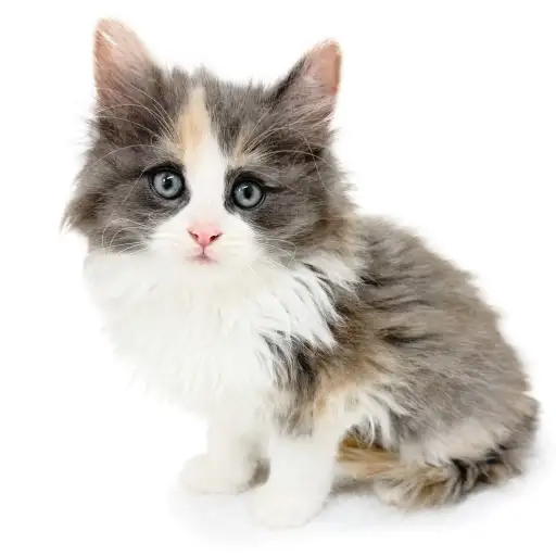 ノルウェージャンフォレストキャット