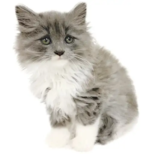 ノルウェージャンフォレストキャット