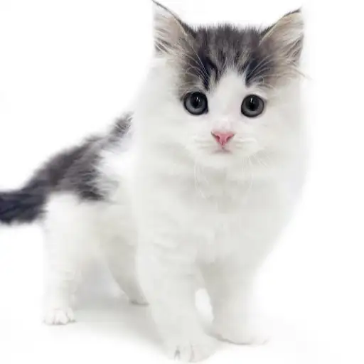 ノルウェージャンフォレストキャット