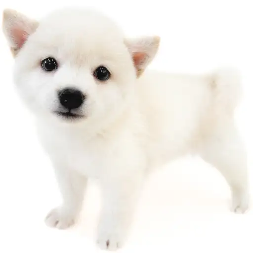 柴犬