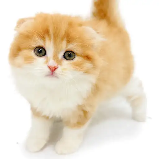 スコティッシュフォールド