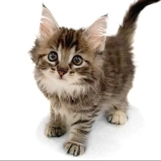 ノルウェージャンフォレストキャット