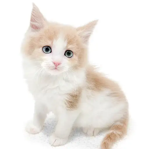 ノルウェージャンフォレストキャット