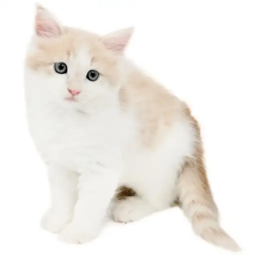 ノルウェージャンフォレストキャット