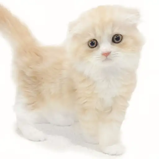 スコティッシュフォールド
