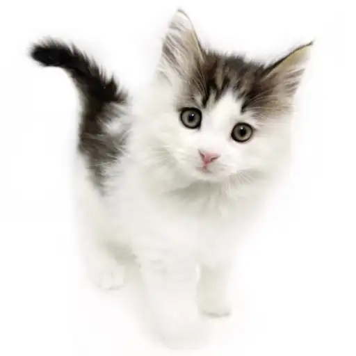 ノルウェージャンフォレストキャット