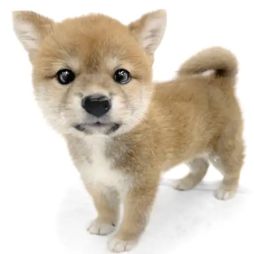 柴犬