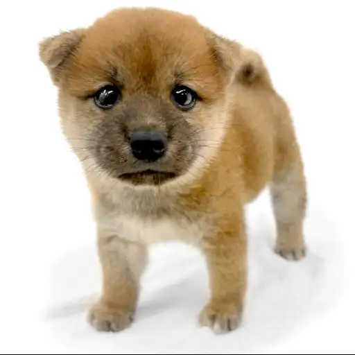 柴犬