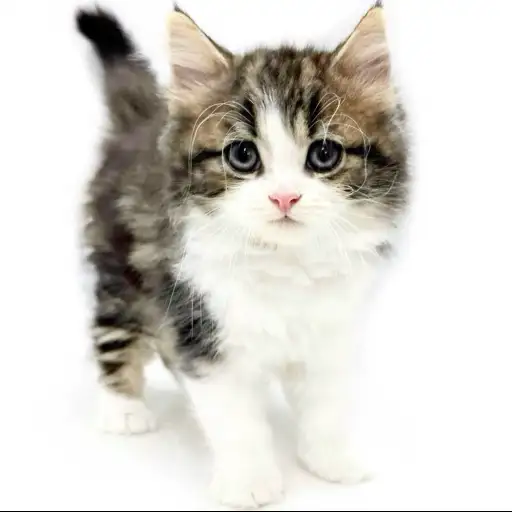 ノルウェージャンフォレストキャット