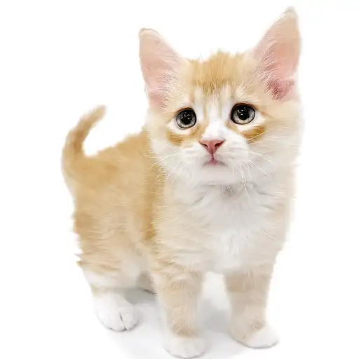 ノルウェージャンフォレストキャット