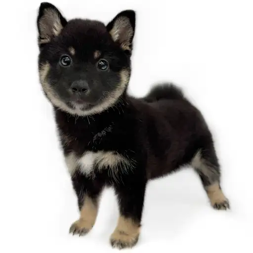 柴犬