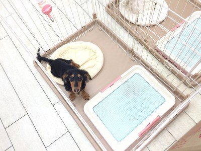 白楽店発：マルワン流『子犬の頃のトイレのしつけ方」