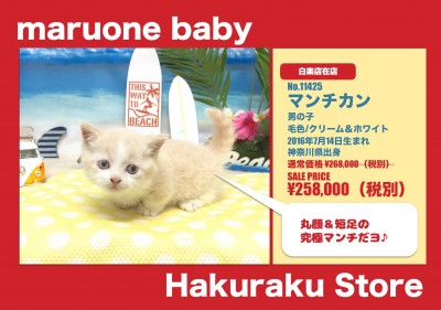 【 超短足マンチカン 】初めてマンチカンを飼う方にオススメの子！生活アイテムもご紹介！