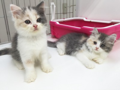 ペットショップスタッフがレビュー！飼い主様満足度◎！「ラガマフィン」ってどんな猫？