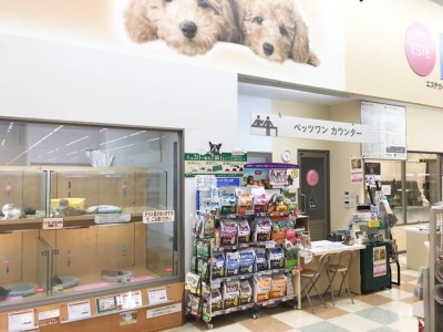 城山店発：ワンちゃんのシャンプーのコツも大公開！「セルフウォッシュサービス」