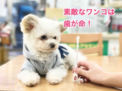 トリミング通信Vol2: ワンちゃんも歯が大切！白楽店の「口腔ケア」特集！