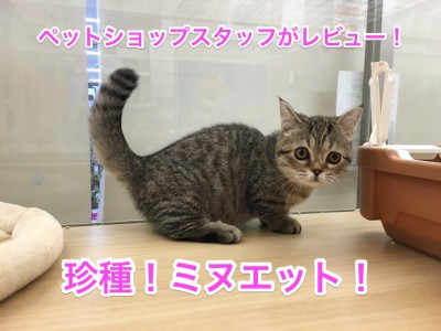 ペットショップスタッフがレビュー：ブームの予感！珍種「ミヌエット」の身体的特徴・性格を徹底解説！