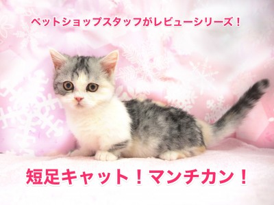 【マンチカン特集！】日本を魅了する短足キャットをペットショップスタッフがレビュー!!