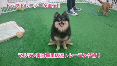 ドッグトレーナー直伝！東日暮里流トレーニング術！～最初に大切な心構え編～